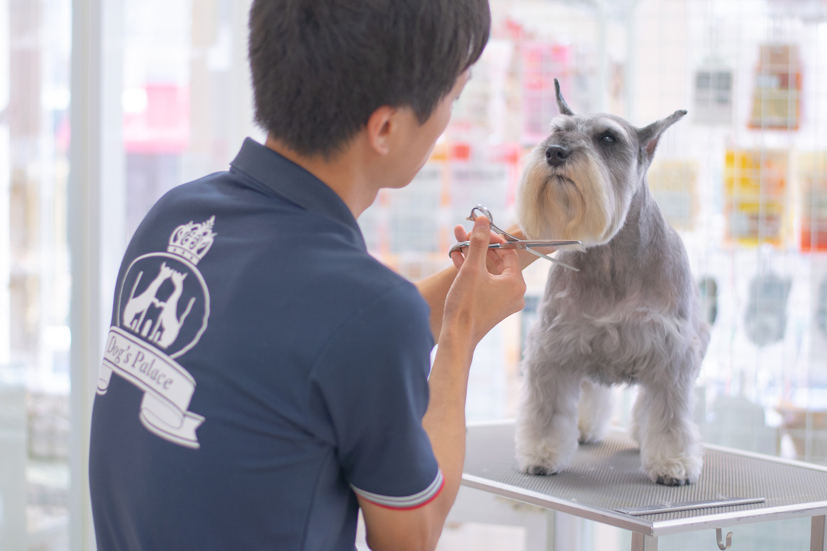 経験豊富なトリマーによるトリミングサービス